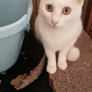 白物姉妹　銀杏