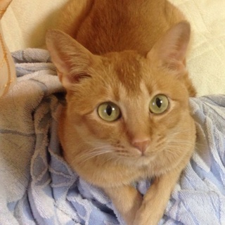 大至急お願いします！！！