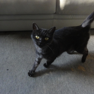 珍しい黒虎模様。人が大好き。