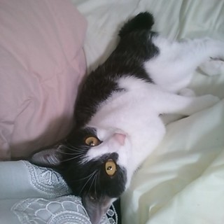 人懐っこすぎるハチワレ8ヶ月