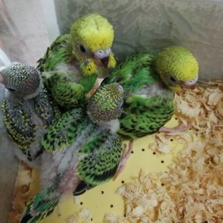 セキセイインコの雛