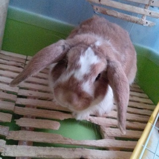 ホーランドロップイヤーの男の子