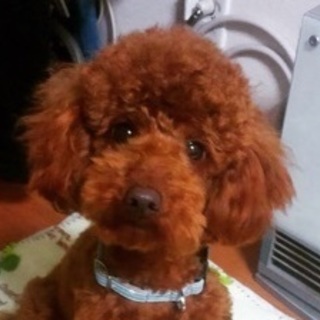 トイプードル♀推定1歳のご家族さま決定！