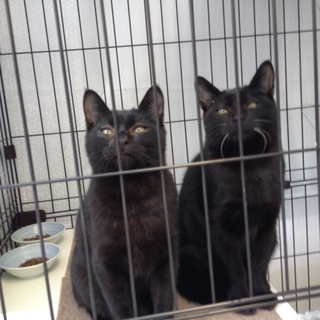☆千葉県浦安☆訳あり黒猫の9ヶ月男の子ガン君