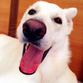 ホワイトシェパード ♂ 推定２～３才