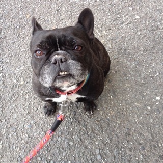 フレンチブルドック　花ちゃん