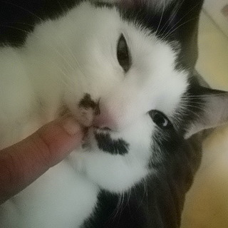 ブギ☆ウギ兄弟【ウギ】