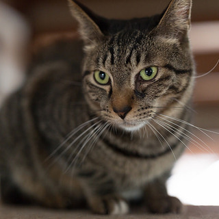 懐こいきじとらの男の子