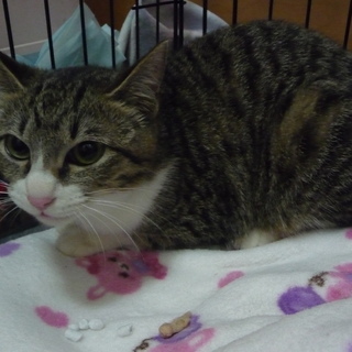 里親が決まりました