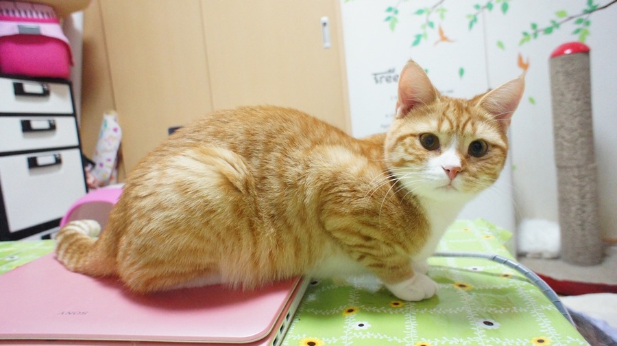 元気な足長マンチカンです。」東京都 - 猫の里親募集(64184) 1枚目の