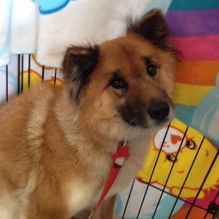 おとなしいもずくちゃん⭐︎５歳くらい