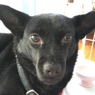 ４歳くらいの小さいジュリアン⭐︎おとなしいよ