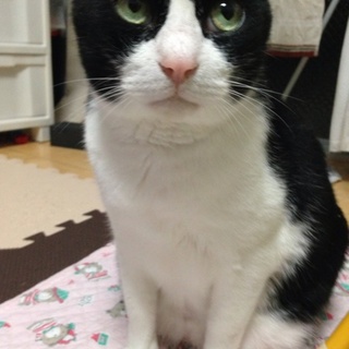 人懐こくとっても優しい猫です！