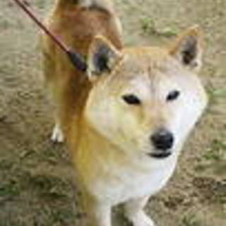 散歩大好きいつもニコニコの豆柴リコちゃん