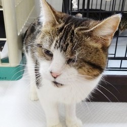 全盲のレンちゃん、ご縁をつかむ