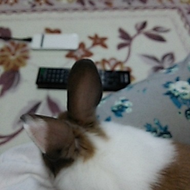 片耳に白混じってるんですよ～