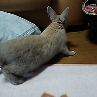 他の子よりへっぴり腰で情けなさが可愛い！