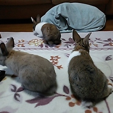 リビングで探検ですよ