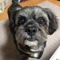 シュナウザーミックス☆オス☆募集中