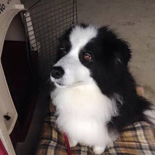 ボーダーコリー８歳メス　ルピナス