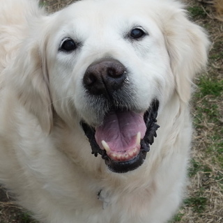 英国ゴールデン女子、3月22日で11歳に成りました