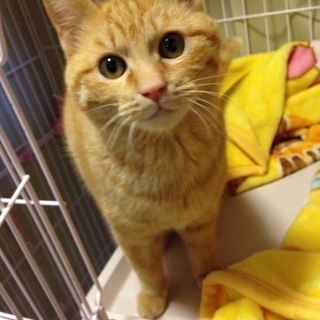 里親さん募集中