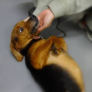 ◆ビーグルmix男の子◆