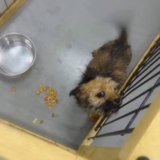 ◆テリア系mixの男の子　チビタくん（仮名）◆