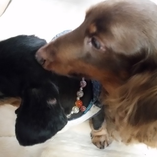 再度募集します。１４歳と１１歳のＭダックスです。