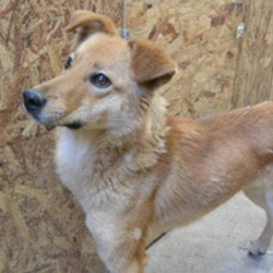 シェルターだより 2015.4.1