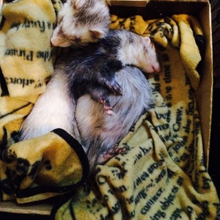 フェレット雄雌2匹。