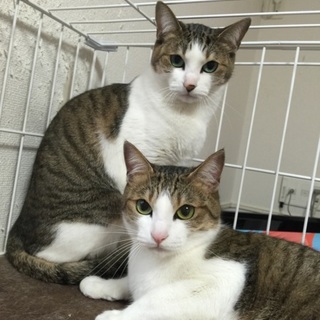 急募‼︎姉妹猫