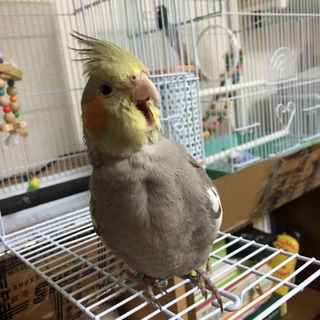 一時的募集停止させていただきます