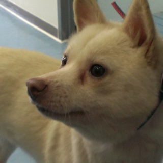 この子の命を救ってください。