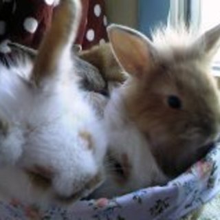 有難うございました！