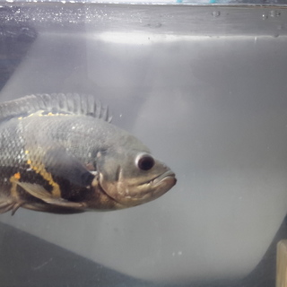 餌の時間が読めそうなオスカ－