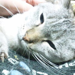 「瓜二つ」サムネイル2