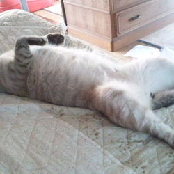 「瓜二つ」サムネイル3