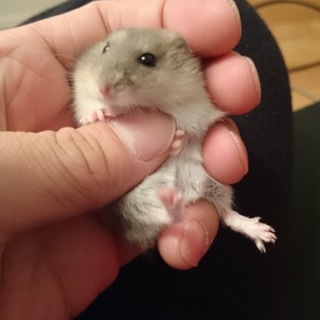 ハムスターの子供 生後1月 里親募集