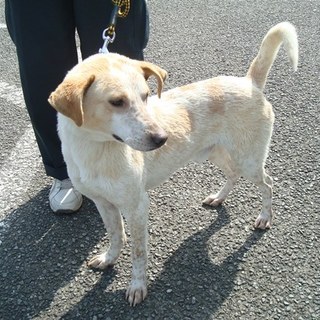 緊急！！アイコンタクトをしながら散歩もOKの男の子