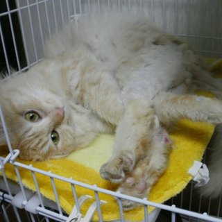 スリゴロ人懐こいジュンくん