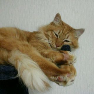 おっとり人懐こい茶々くん