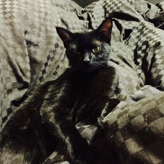 里親募集中です！