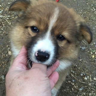 とても可愛い仔犬の里親さんになってください