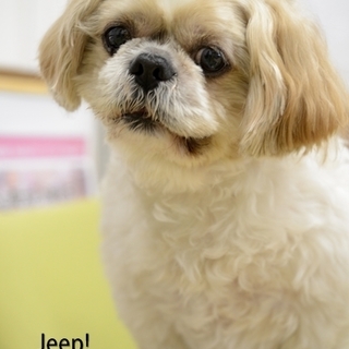 ジープ君　シーズー里親募集