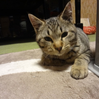 真ん丸おめめの茶シマです。