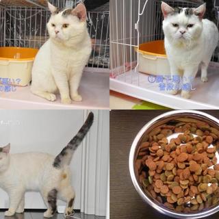 スコ2歳　猫ちゃん幸せになりました