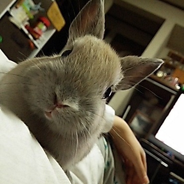 ウサビッチ思い出すw