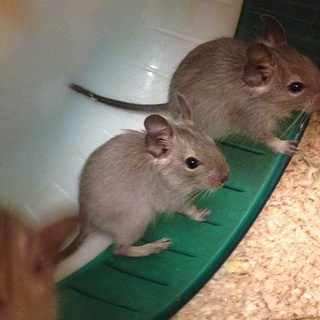 デグー（男の子）里親様募集