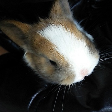 元気に走り回り始めましたよ～あとのに二羽はまだですがこの子はやたら元気w早くて捕まらないw